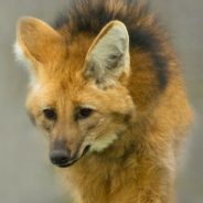 Species Profile: Maned Wolf