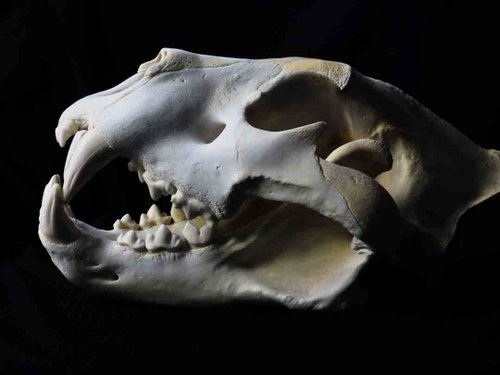 African Lion skull teeth tooth