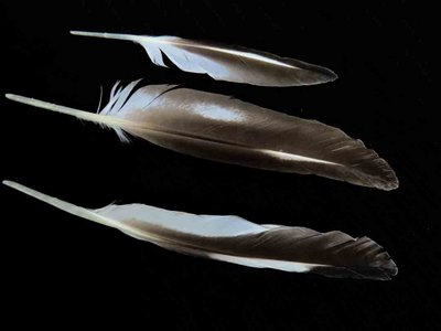American Oystercatcher feather feathers bird (3)