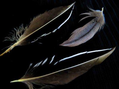 American Widgeon feather feathers bird