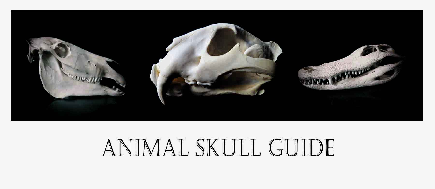 Animal Skull Guide