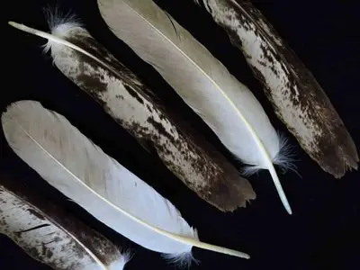 Bald Eagle feather feathers bird (3)