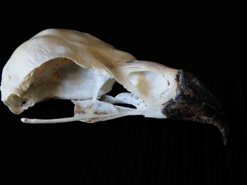 Bald Eagle skull bird
