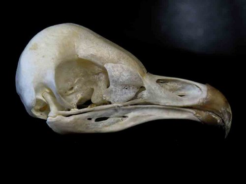 Barn Owl skull bird