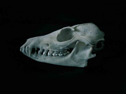 Bat Eared Fox skull teeth
