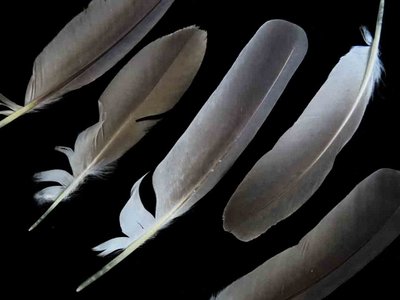 Black Crowned Night Heron feather feathers Adult bird (3)