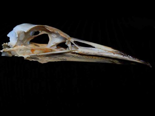 Black Crowned Night Heron skull bird