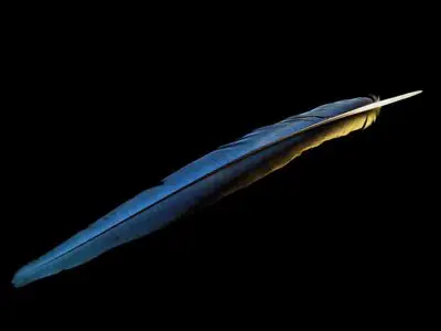 Blue Gold Macaw feather feathers bird (4)