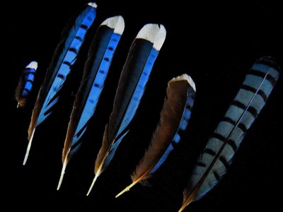 Blue Jay feather feathers bird (2)