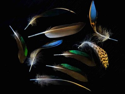 Blue Winged Teal feather feathers bird (2)