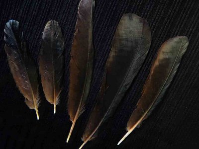 Boat Tailed Grackle feather feathers bird (2)