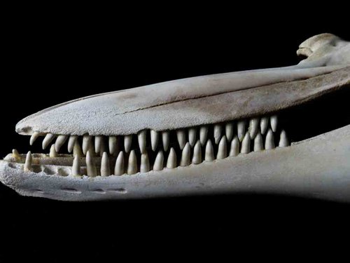 Atlantic Bottlenose Dolphin skull teeth