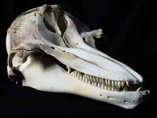 Atlantic Bottlenose Dolphin skull teeth 