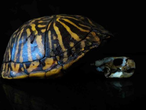 Florida Box Turtle skull shell