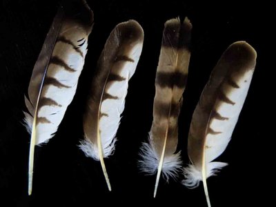 Broad Winged Hawk feather feathers bird (3)