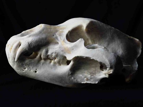 Brown Bear - Kodiak skull teeth tooth