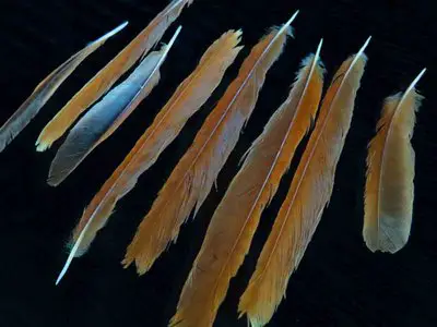 Brown Thrasher feather feathers bird (2)