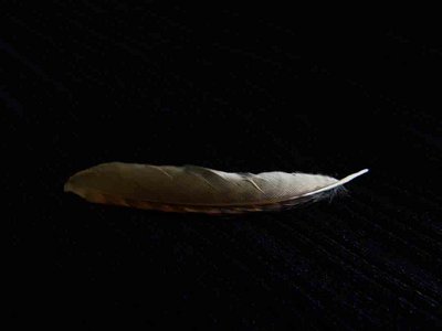 Carolina Wren feather feathers bird