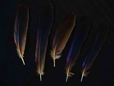 Common Grackle feather feathers bird