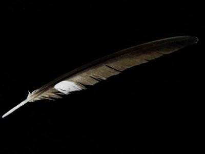 Common Nighthawk feather feathers bird