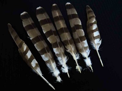 Coopers Hawk feather feathers bird