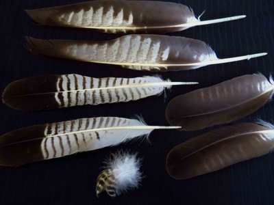 Crested Caracara feather feathers bird