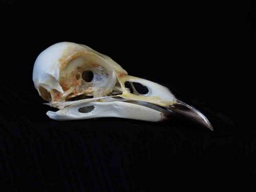 Crow skull bird