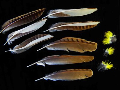 Eastern Meadowlark feather feathers bird