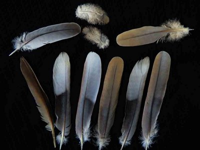 Eurasian Collared Dove feather feathers bird