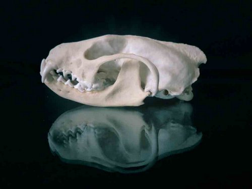 Fisher skull