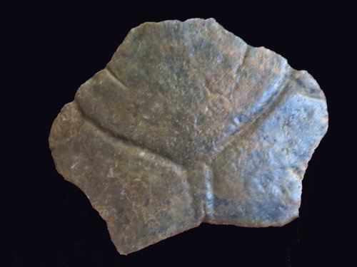 Fossil Turtle Shell Fragment Waking Up Wild Waking Up Wild 