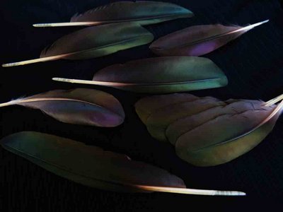 Glossy Ibis feather feathers bird