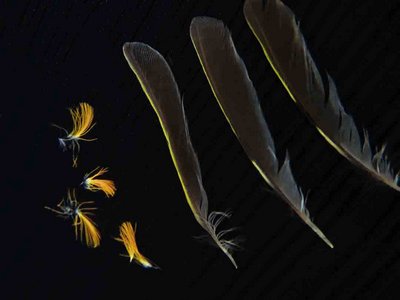 Golden Crowned Kinglet feather feathers bird