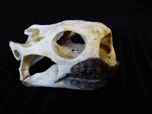 Gopher Tortoise skull