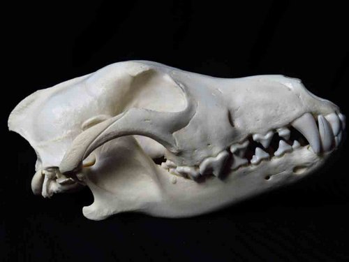 Animal Skull Identification Guide - Waking Up Wild | Waking Up Wild