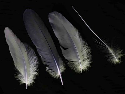 Great Blue Heron feather feathers bird