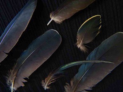 Green Heron feather feathers bird