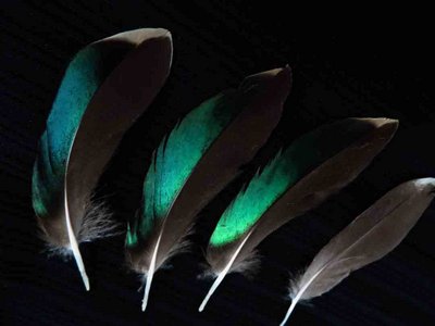 Green Wing Teal feather feathers bird