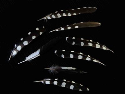Hairy Woodpecker feather feathers bird