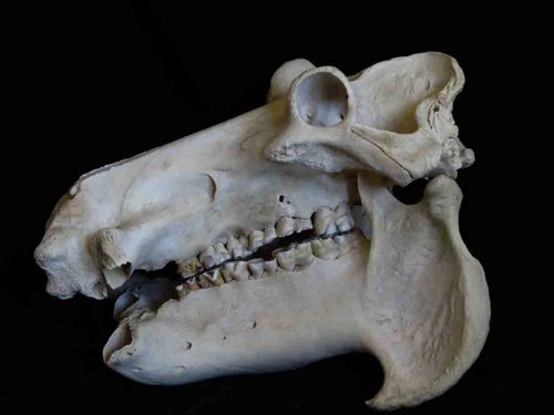 Hippopotamus skull teeth tusks