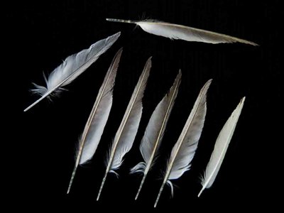 Least Tern feather feathers bird