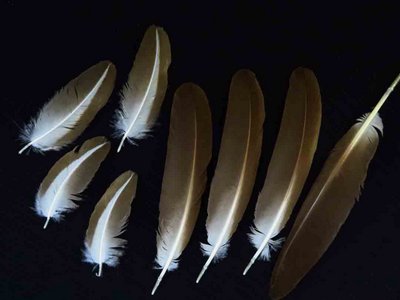 Limpkin feather feathers bird