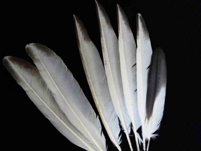 Little Blue Heron feather feathers bird