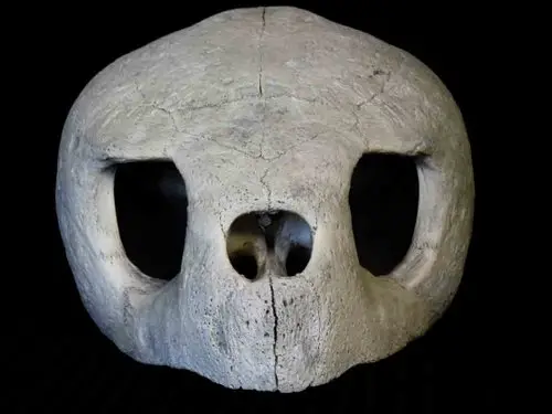 Loggerhead Sea Turtle skull