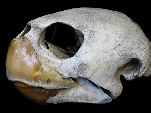 Loggerhead Sea Turtle skull beak