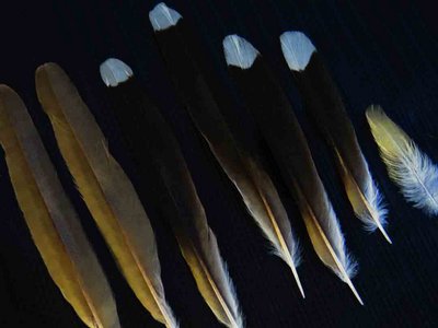 Mangrove Cuckoo feather feathers bird