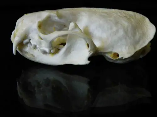 Mink skull