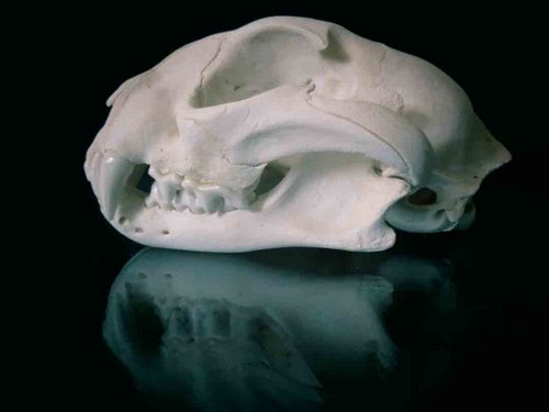 Puma - Argentina skull teeth