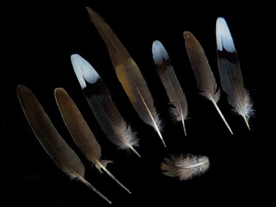 Mourning Dove feather feathers bird