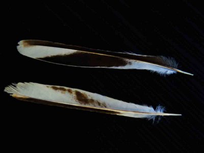 Northern Mockingbird feather feathers bird